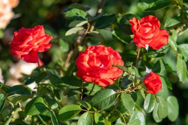 Rose flowers growing in nature close-up.