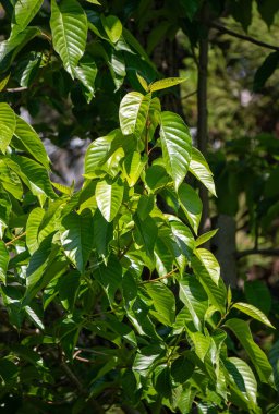 Green leaves against the blue sky under the sun. Summer forest landscape.