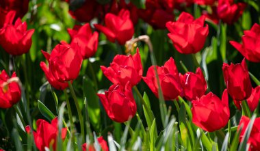 Tulips in the garden in nature in spring.