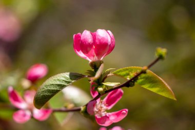 Bright blooming fruit trees in spring nature.