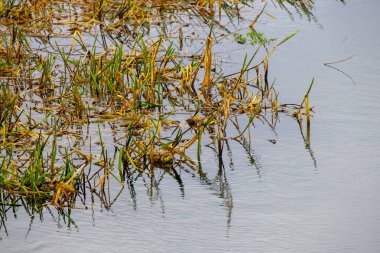 A body of water with a lot of weeds and grass growing in it. The water is murky and the weeds are brown