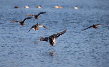 Bir ördek sürüsü bir su kütlesinin üzerinde uçuyor. Su sakin ve berrak, ve gökyüzü mavi. Ördekler çeşitli pozisyonlarda, bazıları daha yükseğe uçuyor ve diğerleri suyun yüzeyine daha yakın.