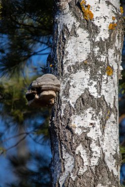A tree with a mushroom growing on it. The tree is surrounded by other trees