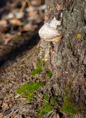 A tree with a mushroom growing on it. The mushroom is white and fuzzy. The tree is surrounded by moss and leaves
