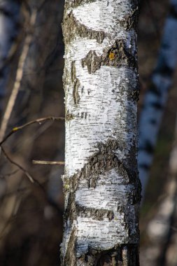 Beyaz kabuklu ve birkaç kahverengi lekeli bir ağaç gövdesi. Ağaç kabuğu soyuluyor ve ağaç çıplak.