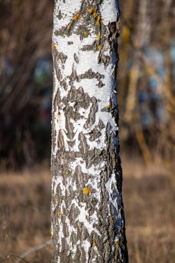 A tree trunk with white bark and green moss. The bark is peeling off and the tree is bare