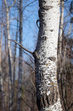 A tree with a white trunk and brown bark. The trunk is covered in moss and has a few branches. The tree is surrounded by other trees, creating a peaceful and serene atmosphere