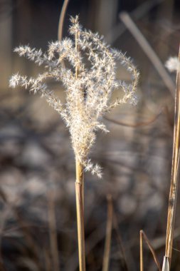 A tall, dry grass stalk with a few brown leaves on it. The grass is brown and dry, and it looks like it's been there for a while