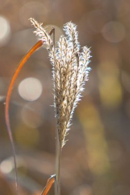 A dried up plant with brown leaves and a yellow stem. The plant is in the foreground and the background is blurry