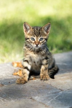 Taş bir yüzeyde bir kedi yavrusu oturuyor. Yavru kedi kameraya bakıyor. Kedi yavrusu küçük ve sevimli.