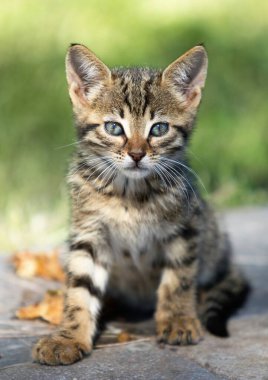 A kitten with blue eyes is sitting on a stone surface. The kitten is looking at the camera with a curious expression