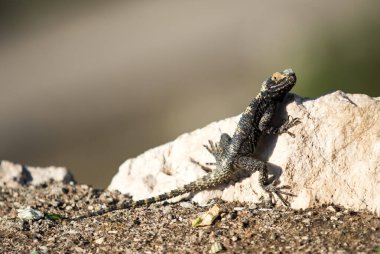 A lizard is sitting on a rock. The lizard is black and white. The rock is gray