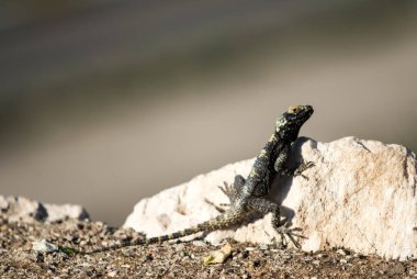 A lizard is sitting on a rock. The lizard is black and white. The rock is gray