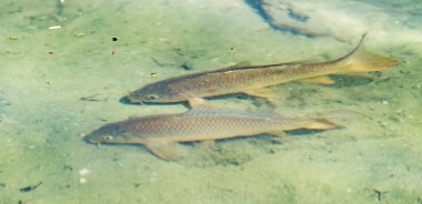 Two fish swimming in a body of water. The water is green and murky. The fish are swimming close to each other
