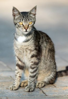 A cat is sitting on a sidewalk, looking at the camera. The cat has a striped pattern and a yellowish-orange eye. The scene is calm and peaceful, with the cat seemingly content to be alone