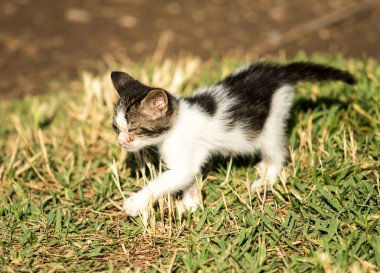 Bir kedi yavrusu çimlerin üzerinde yürüyor. Kedi yavrusu siyah beyaz. Çimler yeşil.
