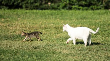 Two cats are walking on a grassy field. One is a kitten and the other is a white cat