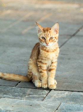 A cat is sitting on a sidewalk, looking at the camera. The cat is orange and white, with black stripes. The scene is calm and peaceful, with the cat seemingly content to just sit