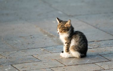 Küçük bir kedi tuğla kaldırımda oturuyor. Kedi, kameraya bakıyor. Sahne sessiz ve huzurlu.