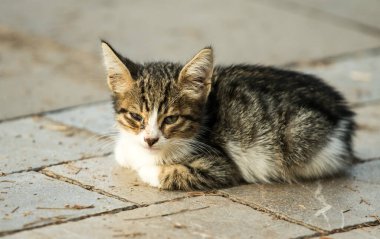 A small kitten is laying on the ground, looking up at the camera. The image has a calm and peaceful mood, as the kitten appears to be content and relaxed
