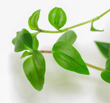 Sapı ve yapraklı yeşil sapı olan yeşil yapraklı bir bitki. Sapı ince ve hafif bir eğrisi var. Bitki beyaz bir yüzey üzerinde büyüyor, bu da ona temiz bir hava veriyor.