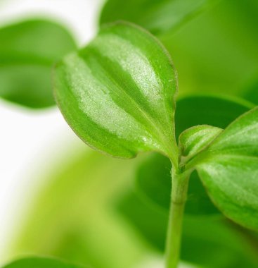 A leaf of a plant is shown in a close up. The leaf is green and has a striped pattern