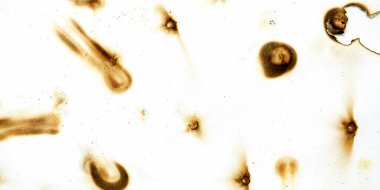 Görüntü, bir sürü küçük kahverengi benekli beyaz bir arkaplan. Benekler arka fonun her tarafına dağılmış, kaos ve kargaşa hissi yaratıyor. Sahne kafa karıştırıcıdır.