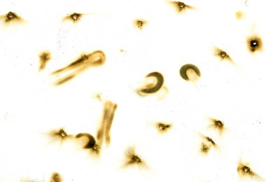 A close up of a white background with many small brown dots scattered throughout. The dots are of varying sizes and are arranged in a way that creates a sense of chaos and disorder