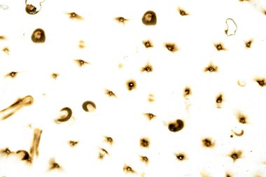 The image is a close up of a burnt piece of paper with many holes. The holes are scattered all over the paper, and the burnt edges give the paper a charred and damaged appearance