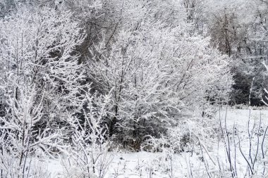 A snowy forest with trees covered in snow. The trees are bare and the snow is covering them. The scene is peaceful and serene, with the snow creating a quiet and calm atmosphere