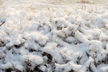 A snow covered bush with branches covered in snow. The snow is white and fluffy. The image has a peaceful and serene mood