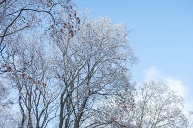 The sky is blue and the trees are bare. The trees are covered in snow and the sky is clear