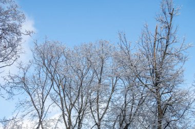 The sky is blue and the trees are bare. The trees are covered in snow and the sky is clear