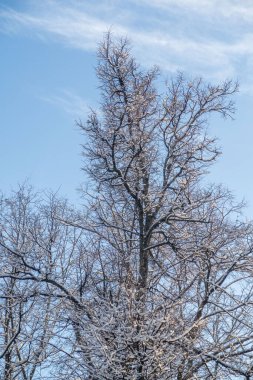 A tree with bare branches and snow on it. The sky is blue and clear. The tree is tall and has a lot of branches
