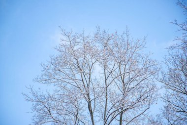 A tree with no leaves is standing tall in a clear blue sky. The sky is bright and sunny, and there are no clouds in sight. The tree is bare and looks lonely, but it still stands strong and proud