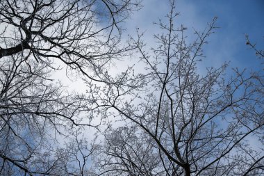 The sky is blue and the trees are bare. The trees are bare because it is winter. The sky is clear and the sun is shining