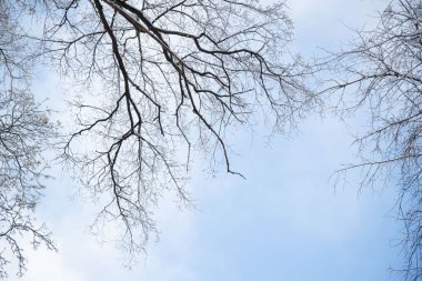 A tree with no leaves and a clear blue sky in the background. The sky is bright and the tree branches are bare