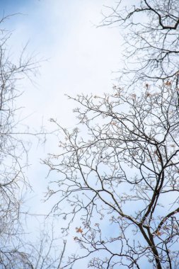 A tree with bare branches and a blue sky in the background. The tree is surrounded by a few other trees, creating a sense of depth and distance