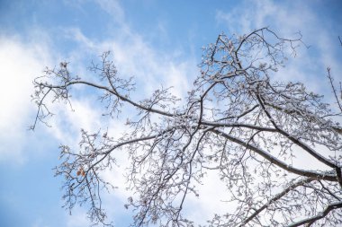 A tree with snow on it and a blue sky in the background. The tree is bare and the sky is clear