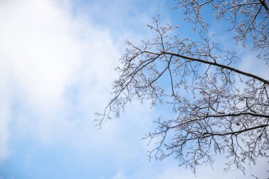 A tree branch is silhouetted against a blue sky. The sky is mostly clear, with a few clouds scattered throughout. The tree branch is bare and covered in snow, giving the image a serene