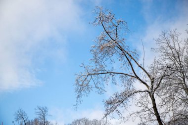 A tree with no leaves and a clear blue sky in the background. The sky is bright and the tree is bare