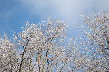The sky is blue and the trees are covered in snow. The snow is white and the trees are bare