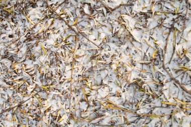 A snowy field with dead leaves and twigs. The snow is covering the ground and the leaves and twigs are scattered around. The image has a peaceful and serene mood, as the snow covers the ground