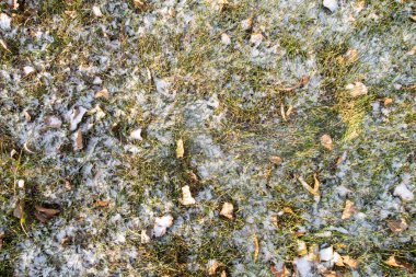 A snowy field with a few leaves scattered around. The snow is covering the ground and the leaves are on the ground
