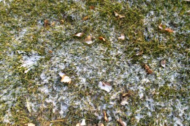 A snowy field with leaves scattered on the ground. The snow is covering the grass and the leaves, creating a serene and peaceful atmosphere