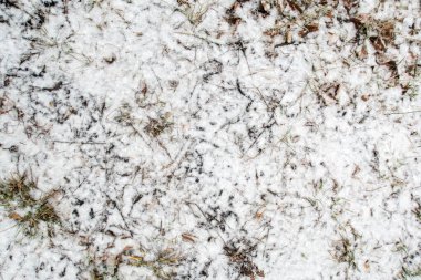 A snowy field with a few brown twigs and grass. The snow is covering the ground and the twigs and grass are scattered around
