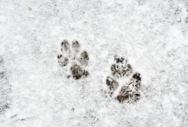 Two paw prints in the snow. The paw prints are in the snow and are very small
