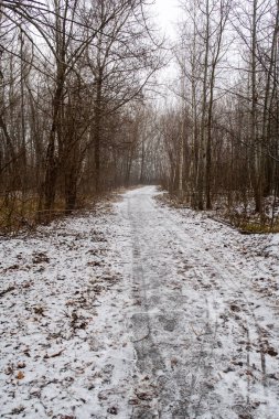 A snowy path through a forest with trees in the background. The snow is deep and the path is covered in it. Scene is peaceful and serene, as the snow-covered path leads through the quiet forest