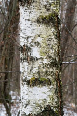 A tree trunk with moss growing on it. The trunk is white and has a few brown spots