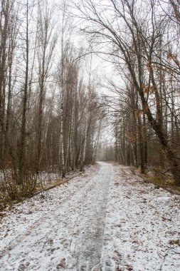 A snowy path through a forest with trees in the background. The snow is covering the ground and the trees are bare